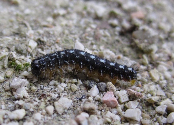 Bruco nero con macchie bianche da identificare: Nyctobrya (Bryopsis) muralis - Noctuidae